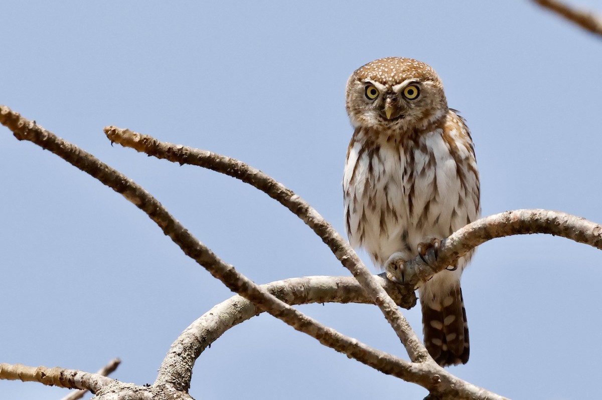 Pearl-spotted Owlet - ML641071002