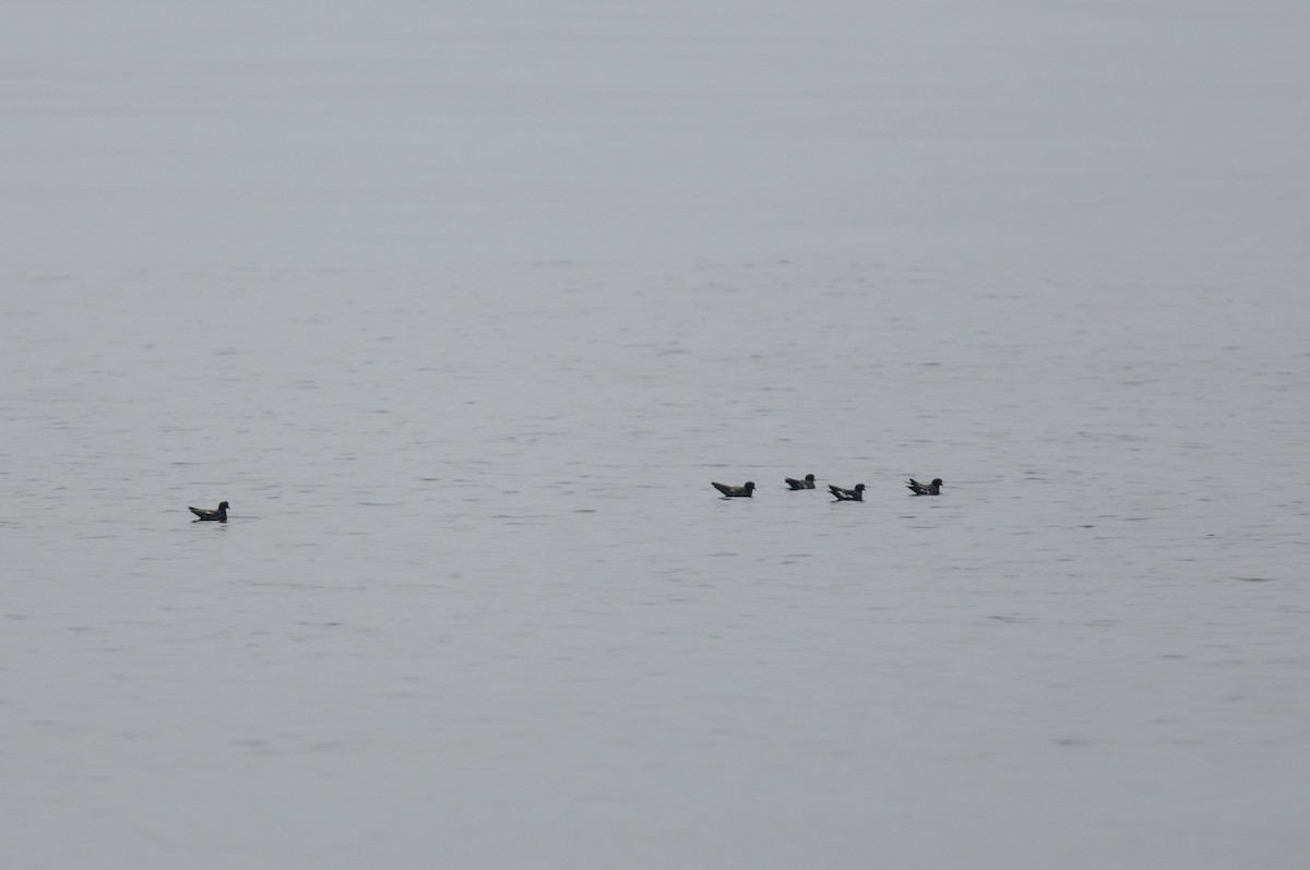 European Storm-Petrel - ML641071003