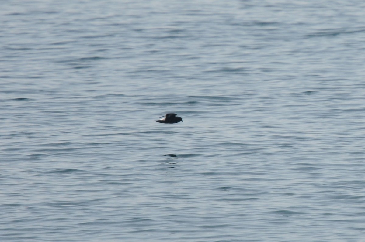 European Storm-Petrel - ML641071004