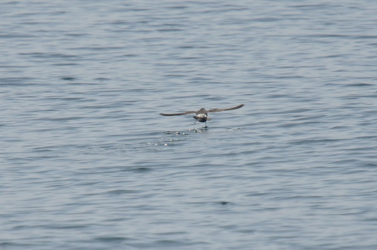 European Storm-Petrel - ML641071005