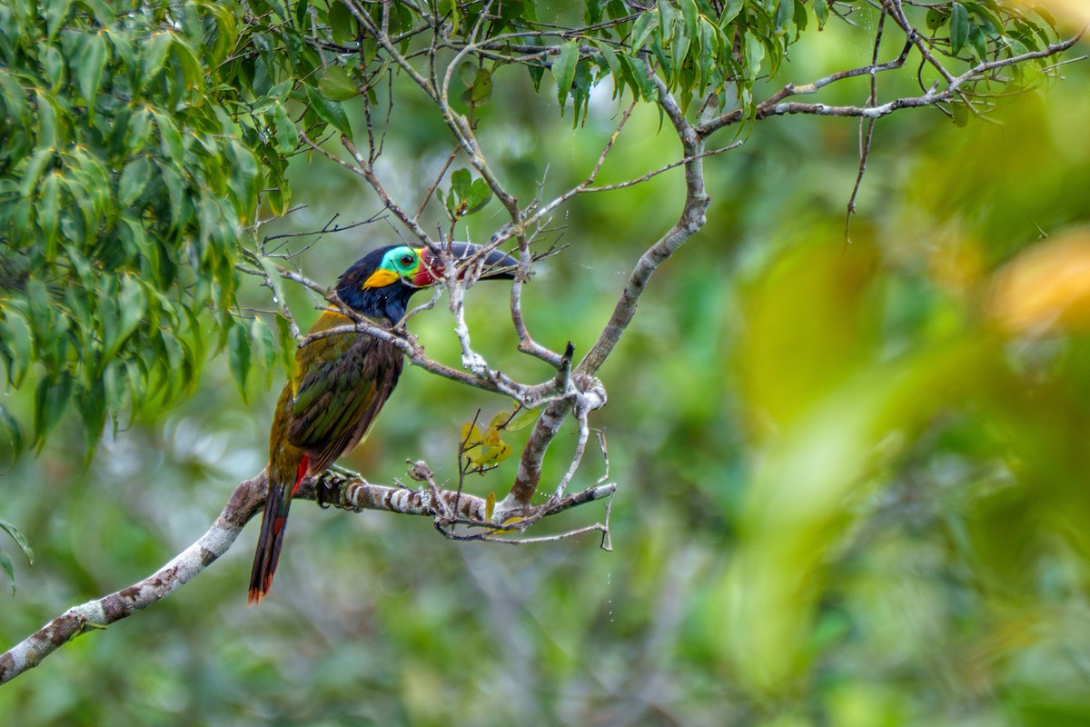Guianan Toucanet - ML641071050