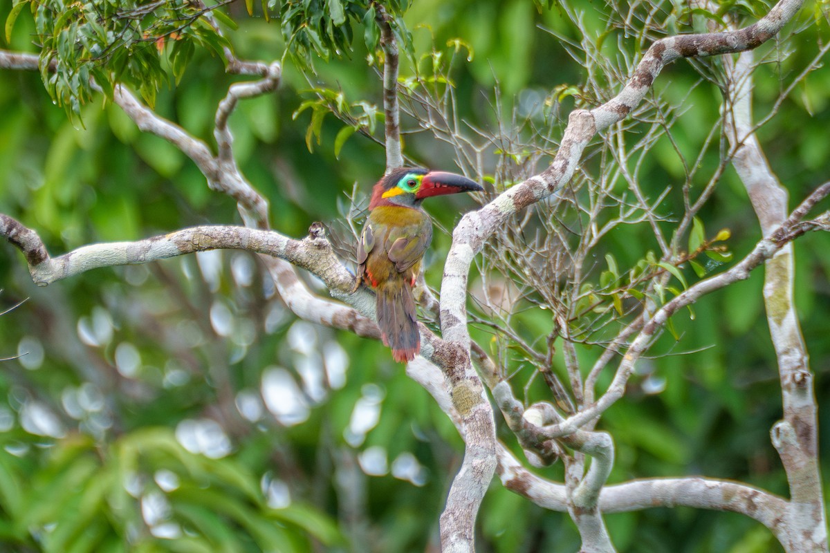 Guianan Toucanet - ML641071051