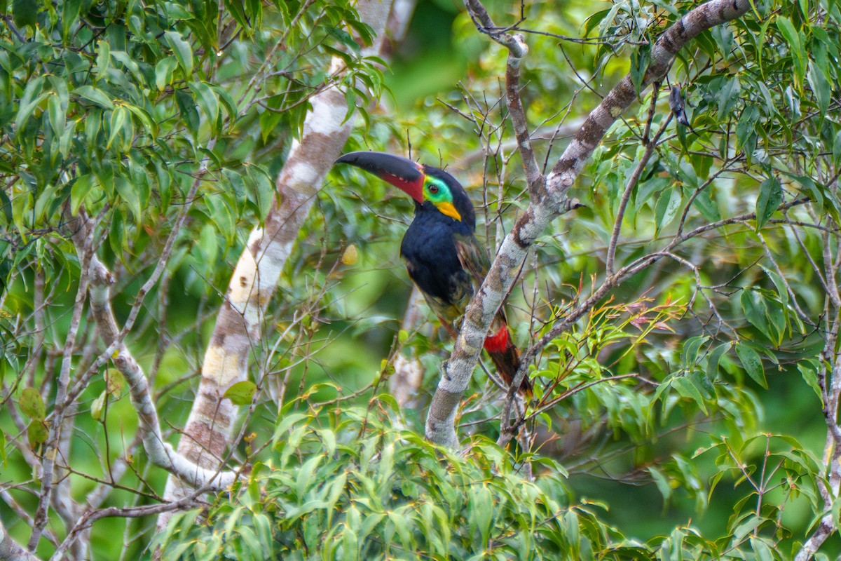 Guianan Toucanet - ML641071052