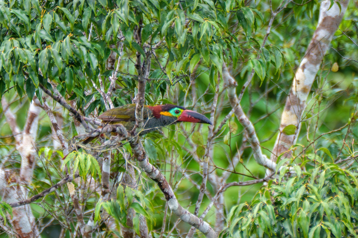 Guianan Toucanet - ML641071053