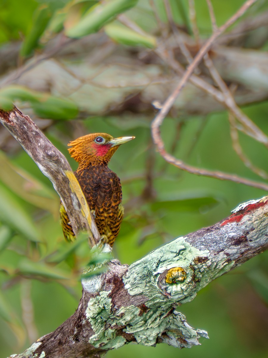 Waved Woodpecker (Waved) - ML641071067