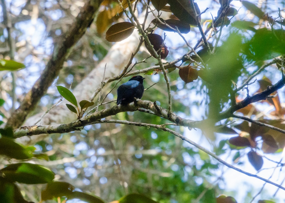 Blue-backed Manakin - ML641071099