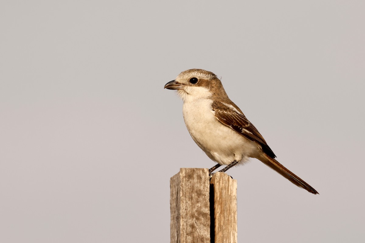 Southern Fiscal - ML641071101