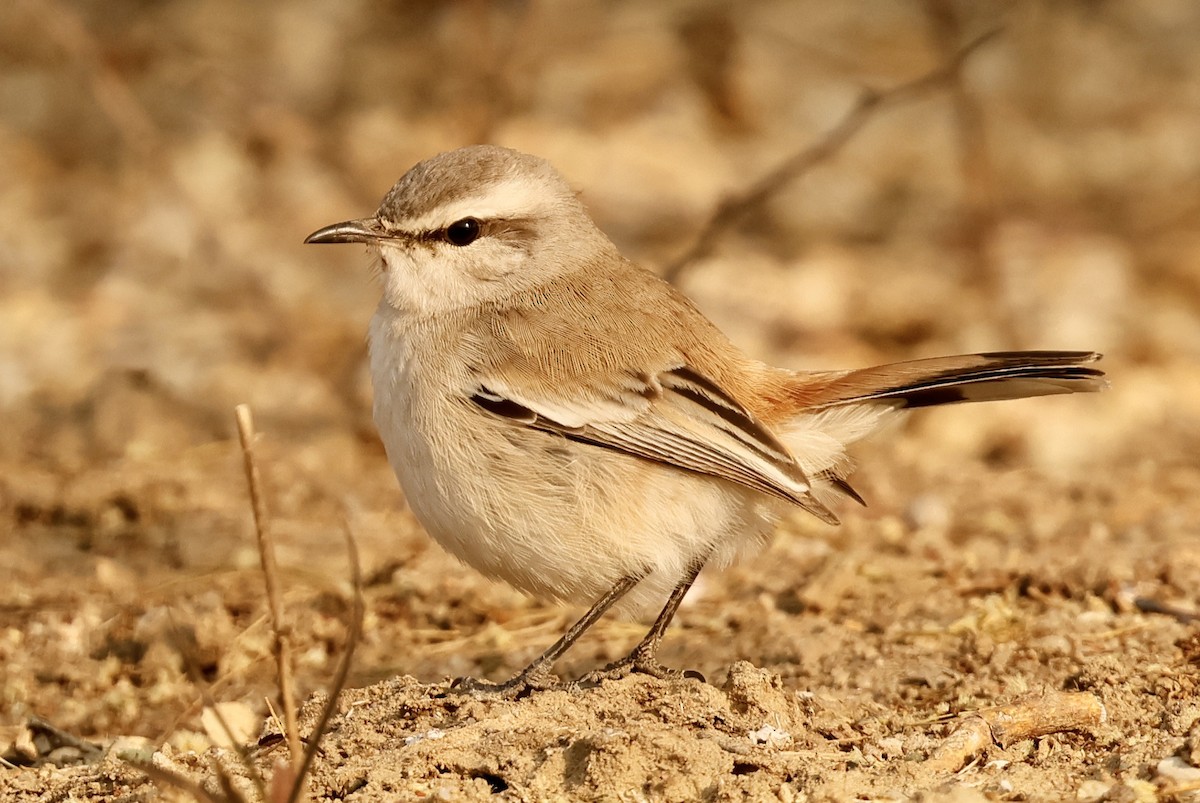 Kalahari Scrub-Robin - ML641071109