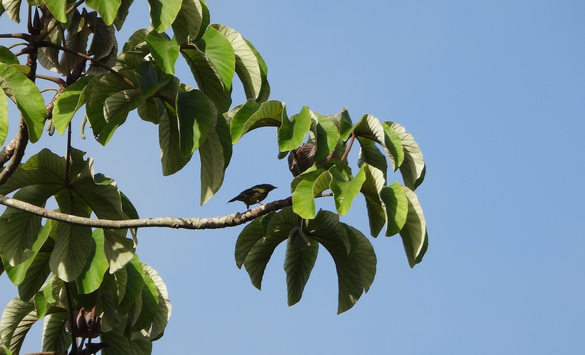 Palm Tanager - ML641071116