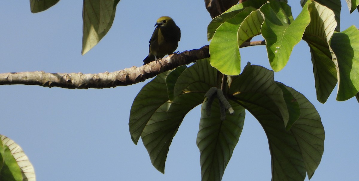 Palm Tanager - ML641071117