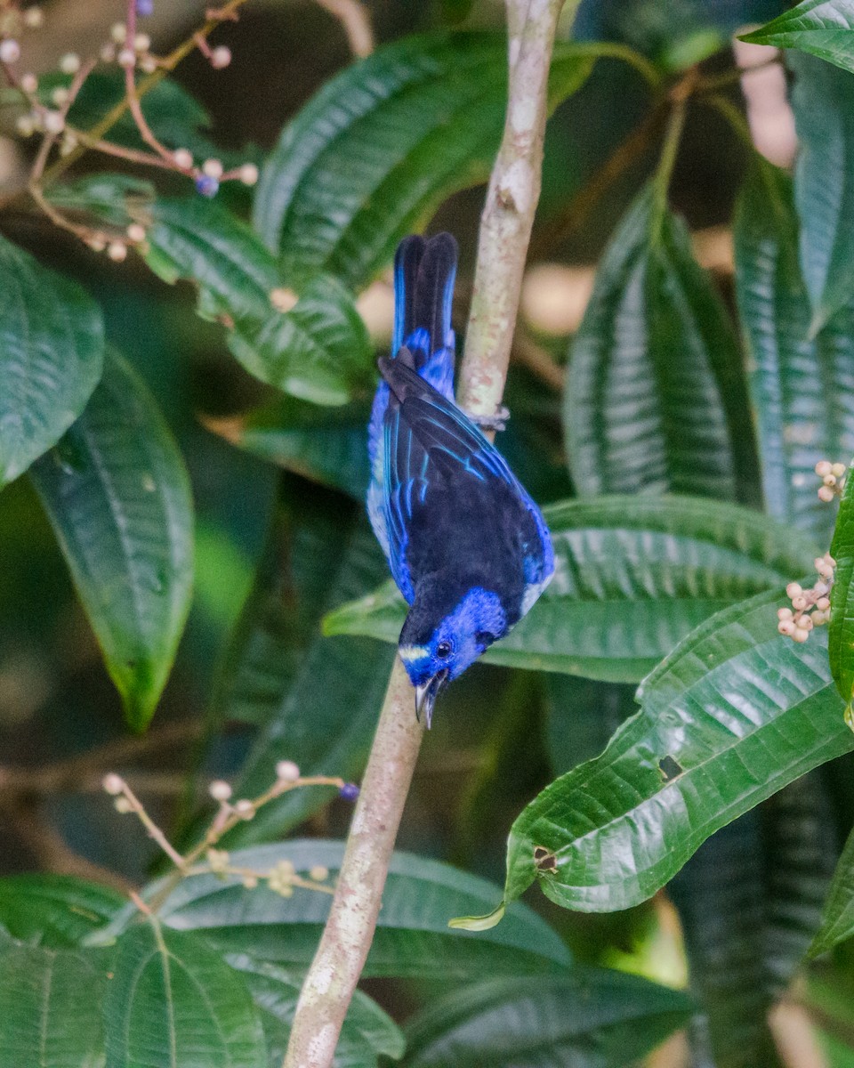 opalgumptanagar - ML641071134