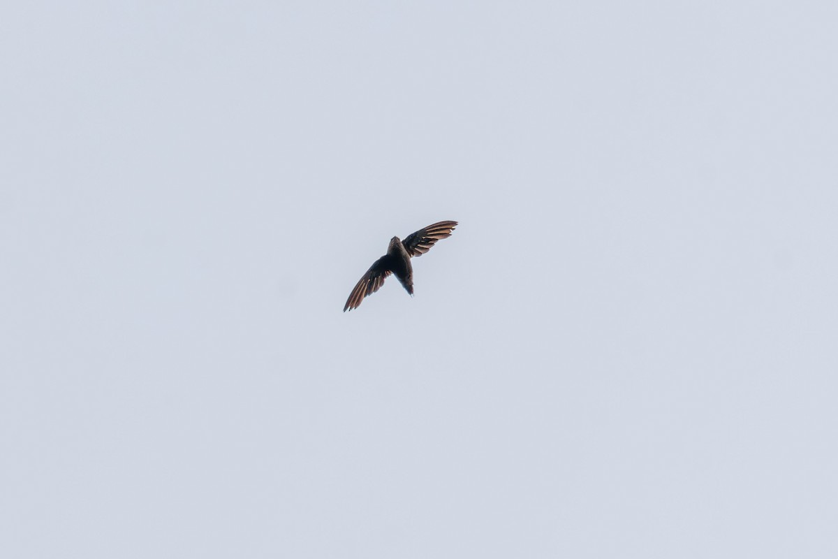 Chapman's Swift - ML641071158
