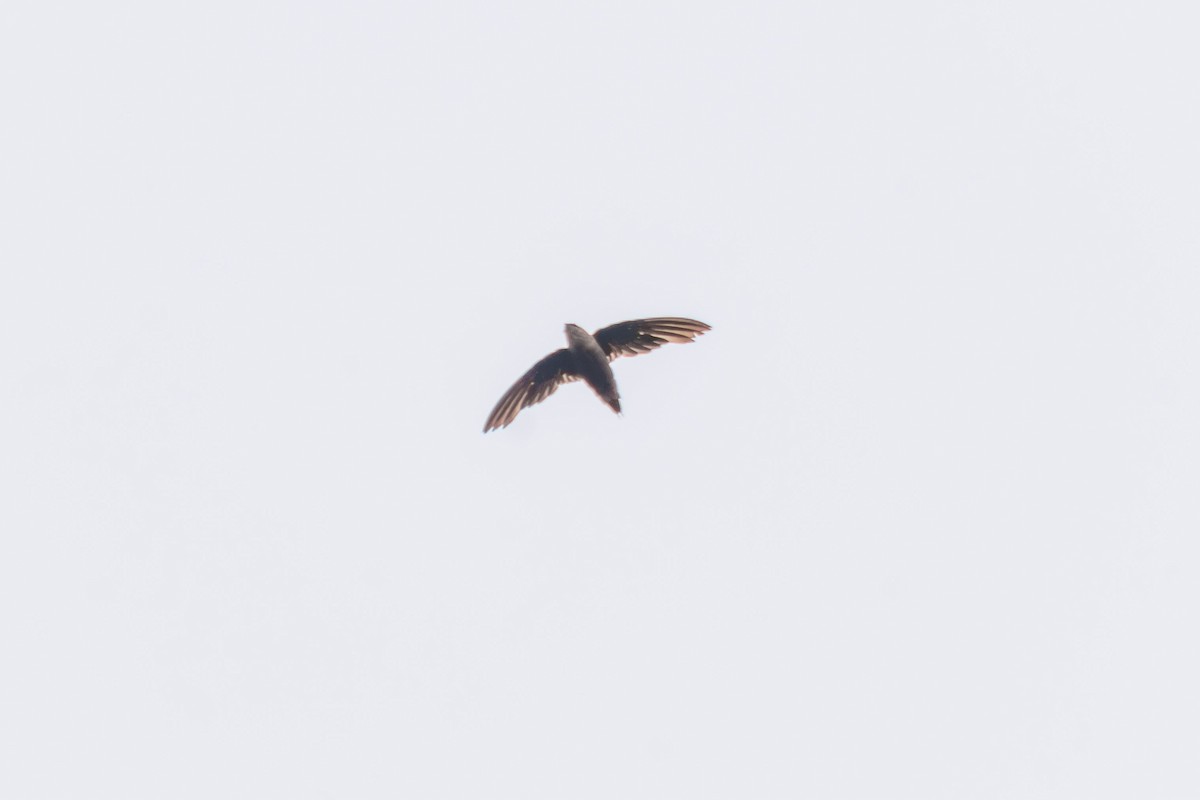 Chapman's Swift - ML641071159
