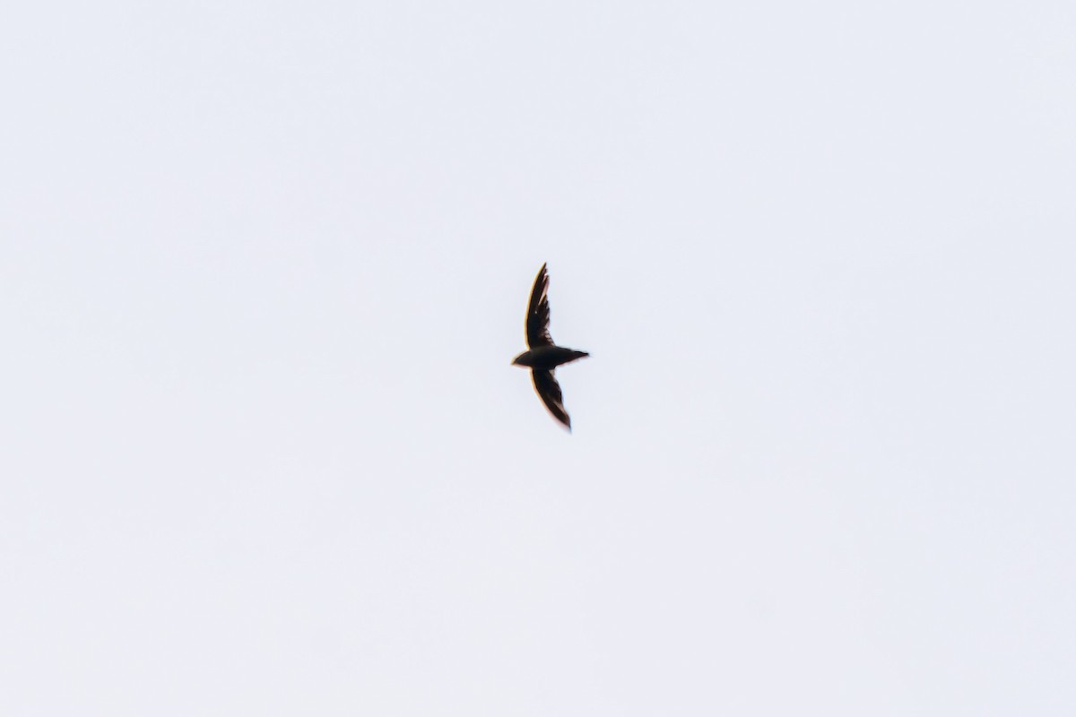 Chapman's Swift - ML641071160