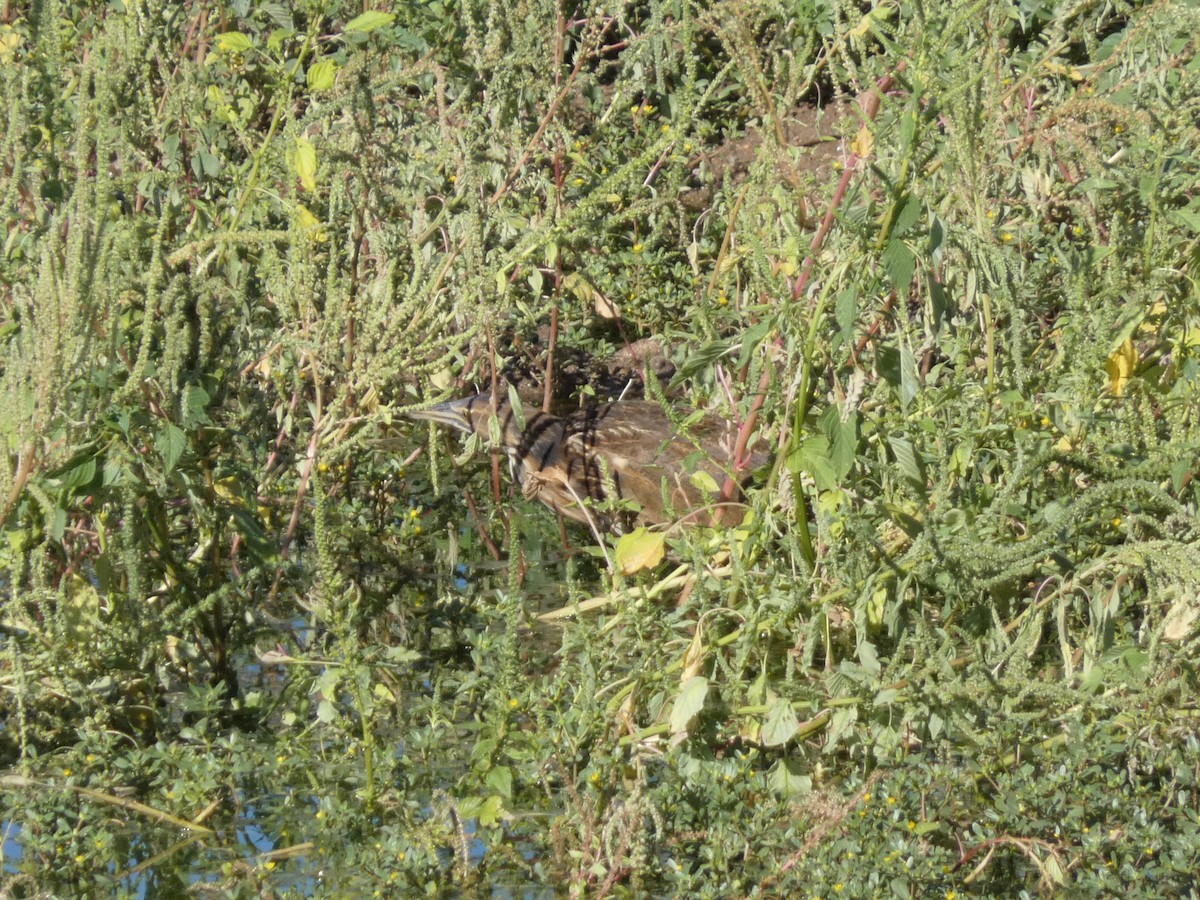 American Bittern - ML641071161