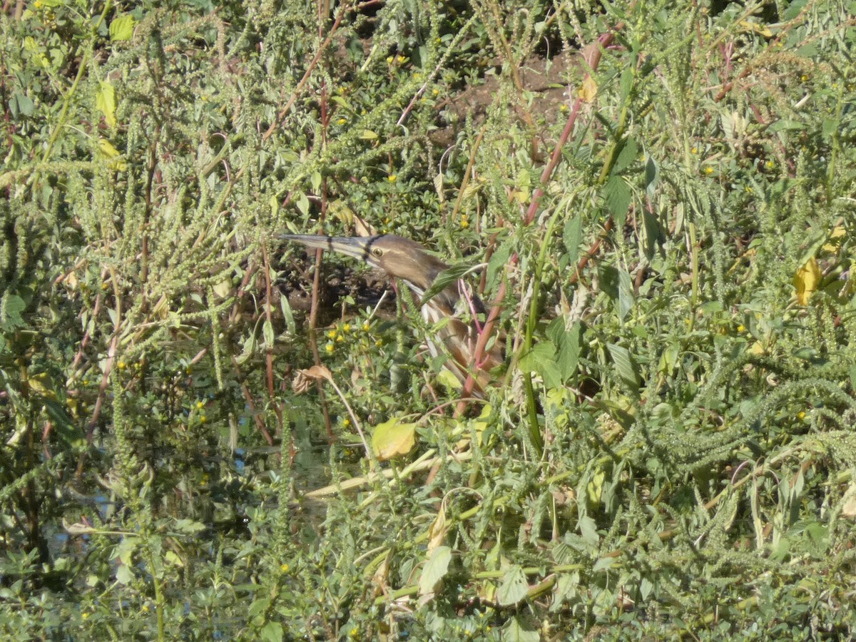 American Bittern - ML641071162