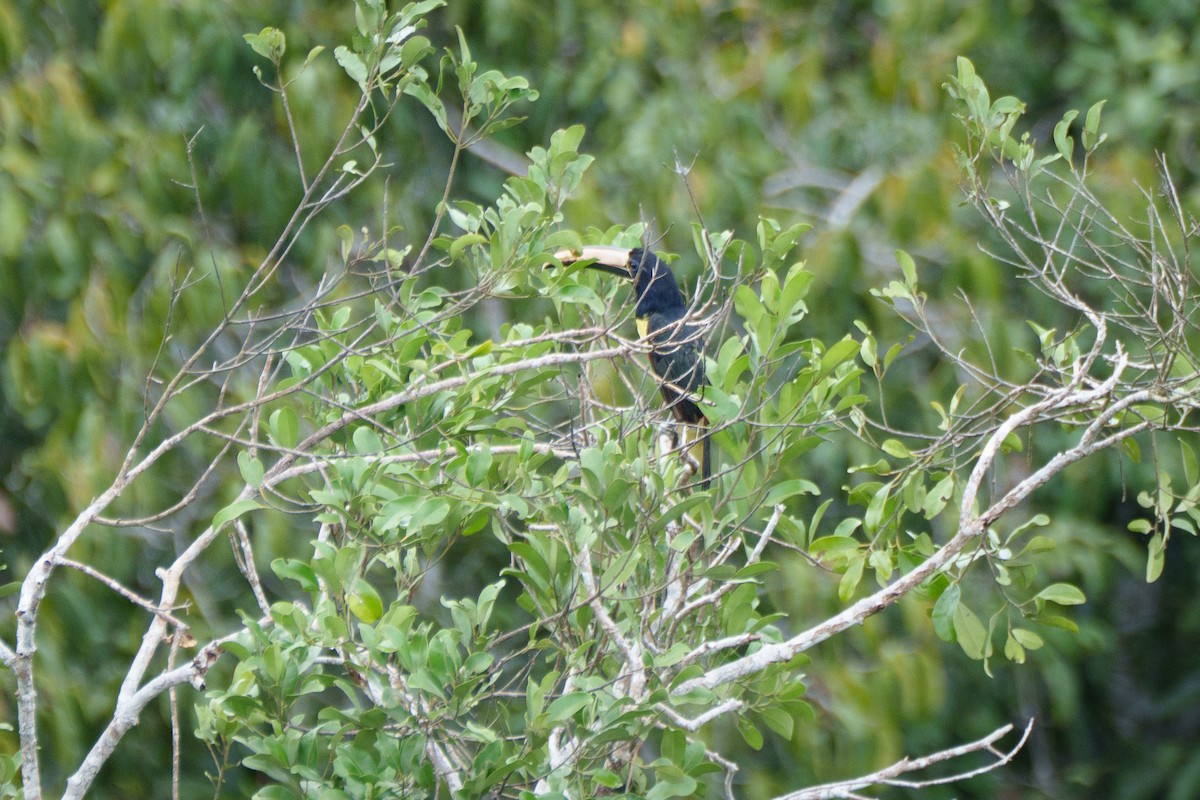 Black-necked Aracari - ML641071171
