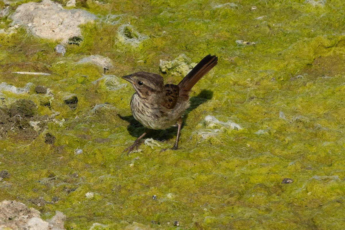 Savannah Sparrow - ML641071189