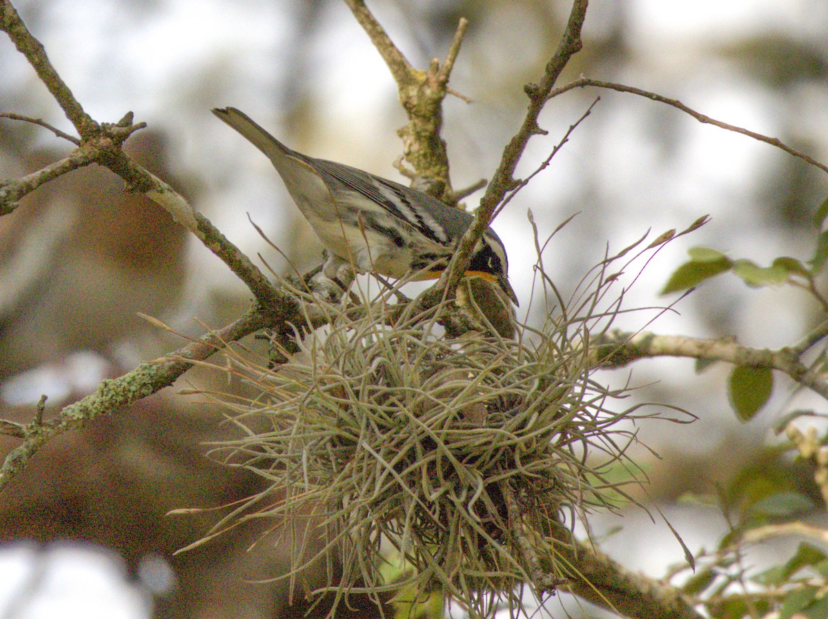 キノドアメリカムシクイ - ML641071192