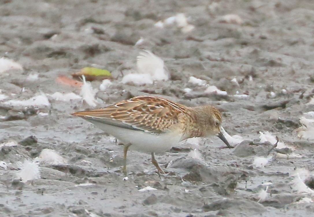 pygmésnipe - ML641071193