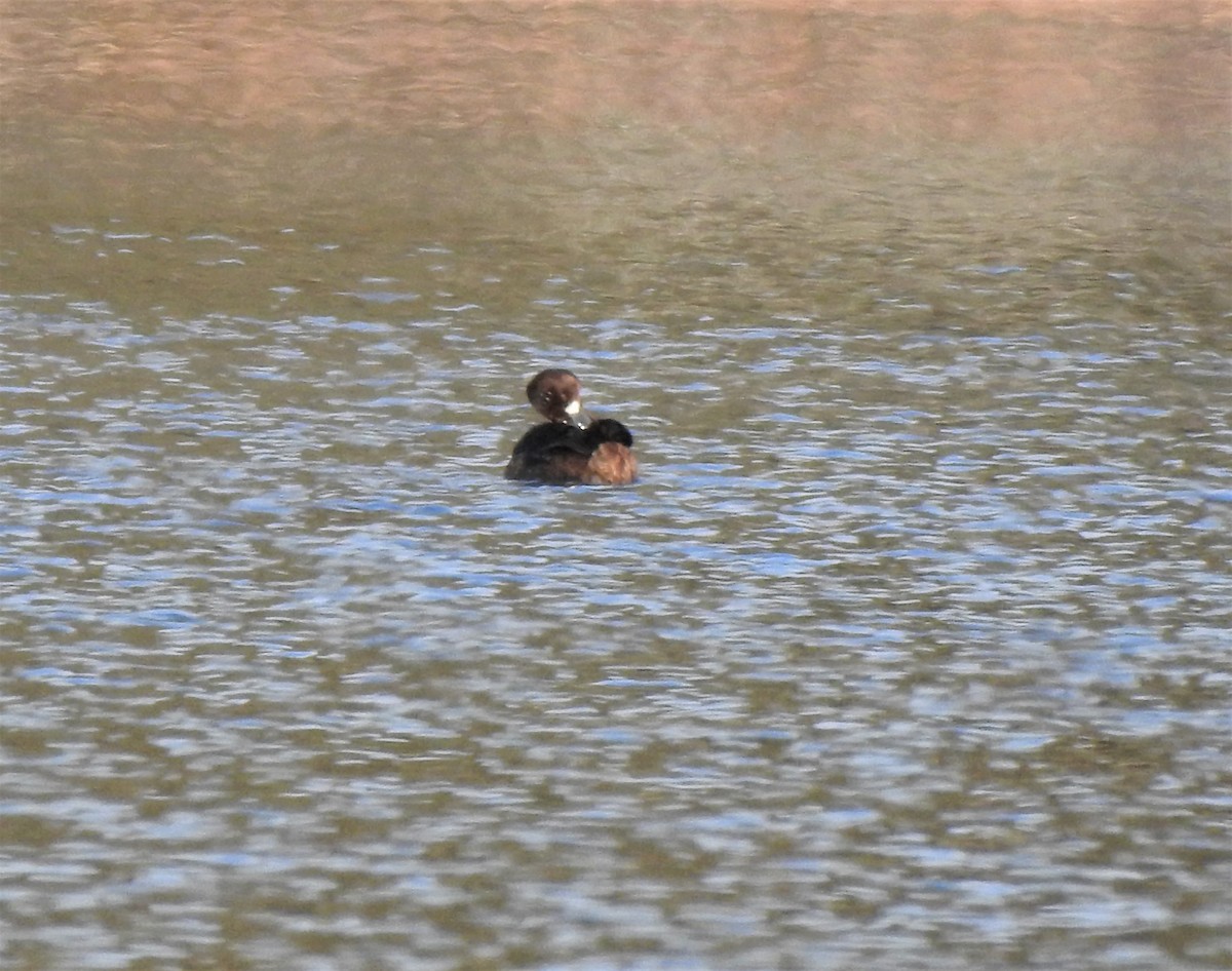 Greater Scaup - ML641071227