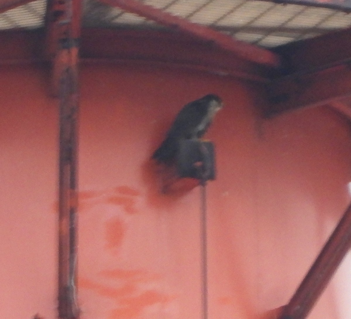 Peregrine Falcon - ML641071229