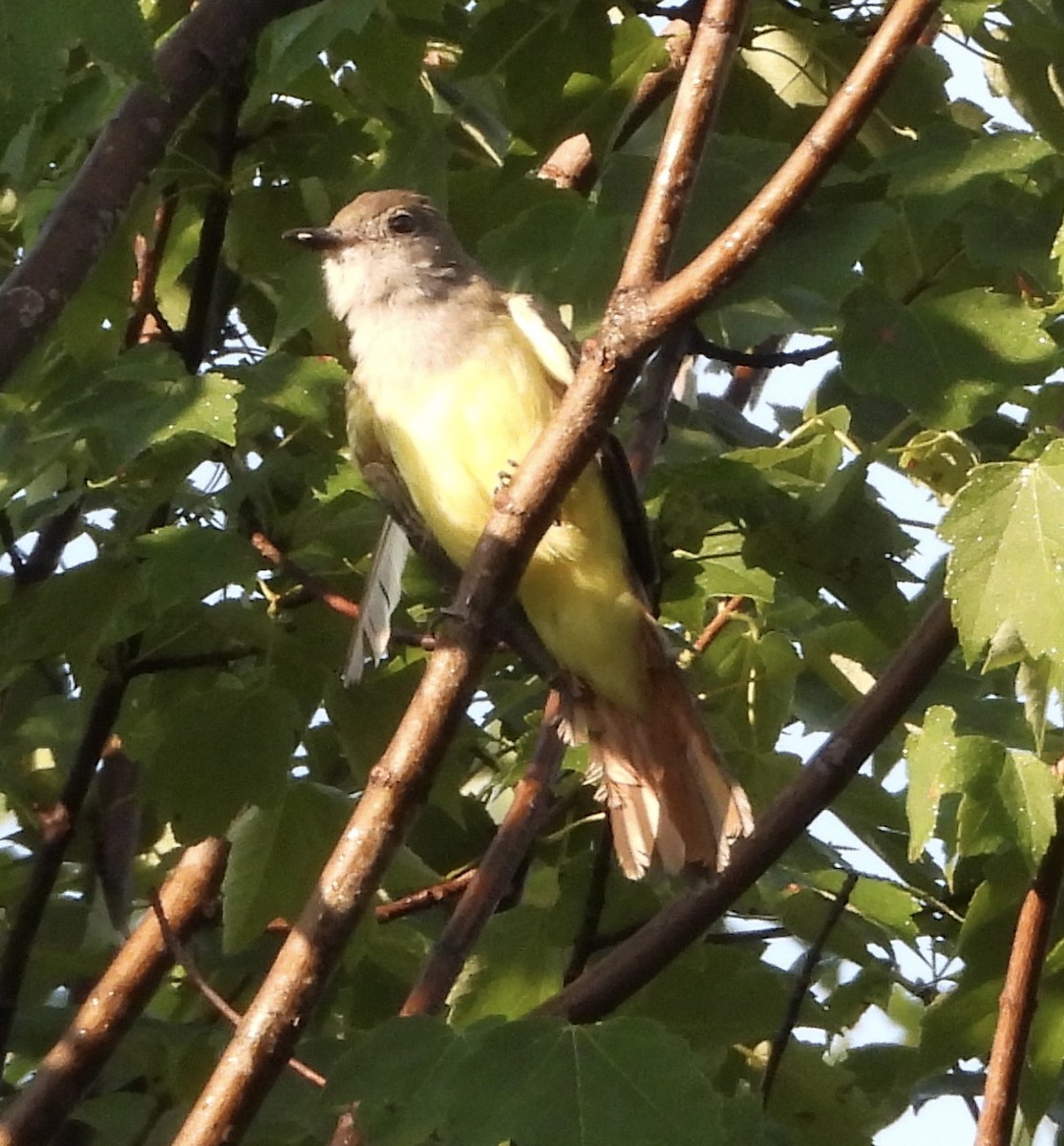 Great Crested Flycatcher - ML641071252