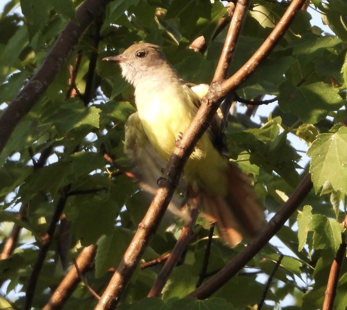 Great Crested Flycatcher - ML641071253