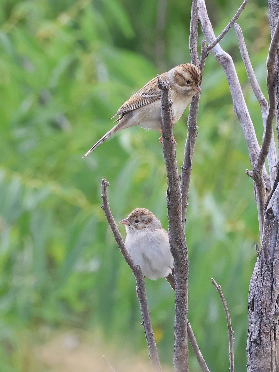 Clay-colored Sparrow - ML641071263
