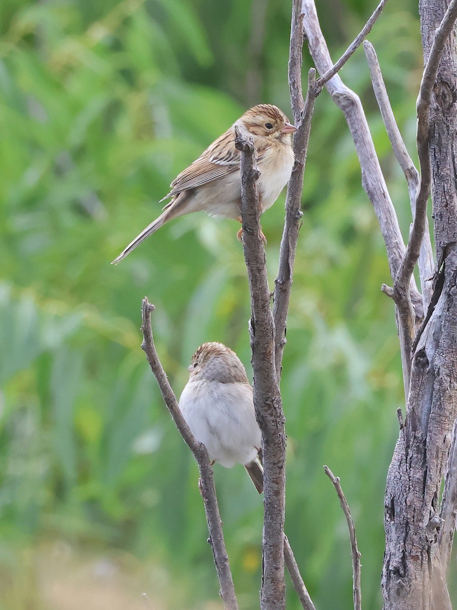 Clay-colored Sparrow - ML641071264