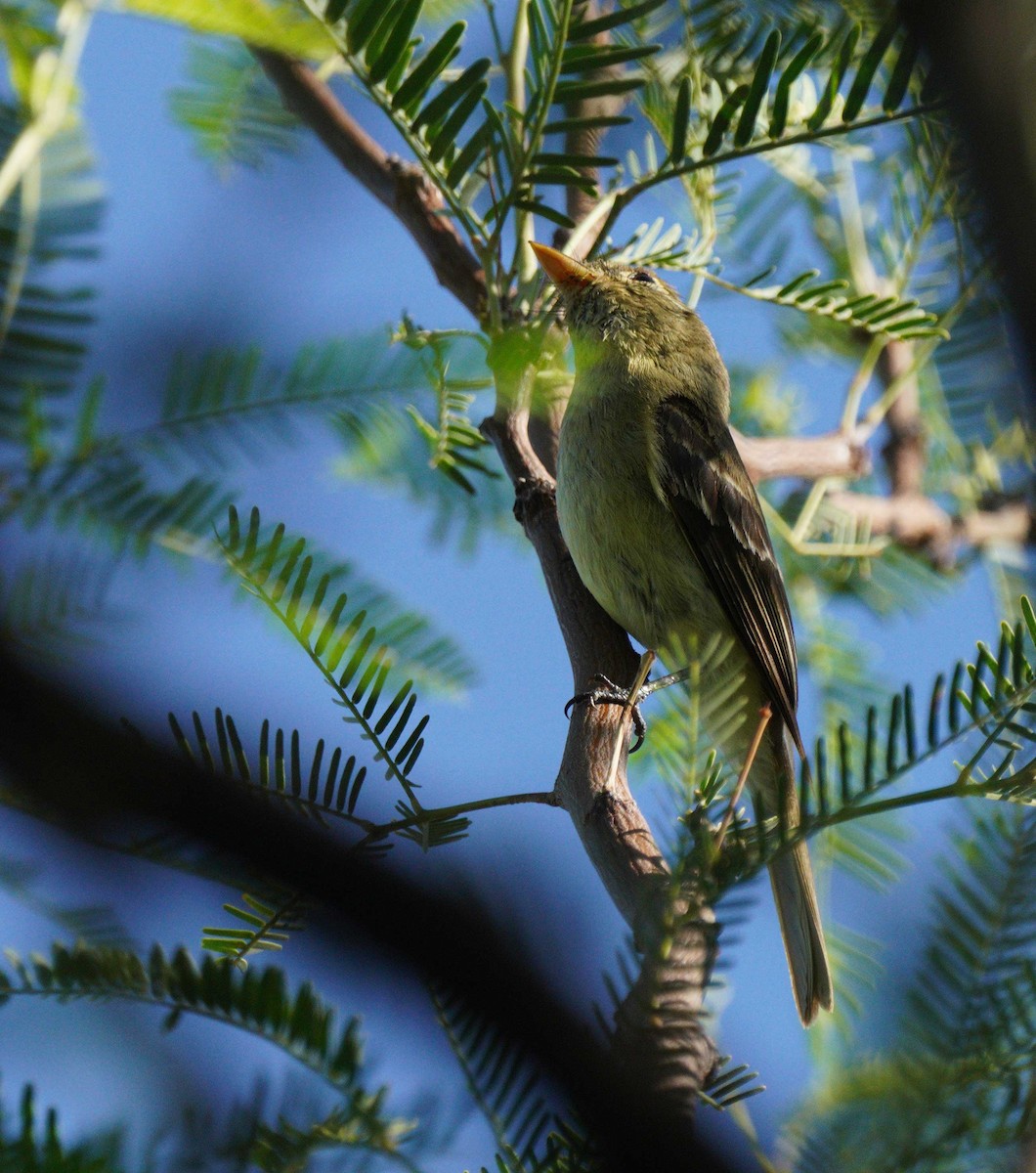 Western Flycatcher - ML641071279