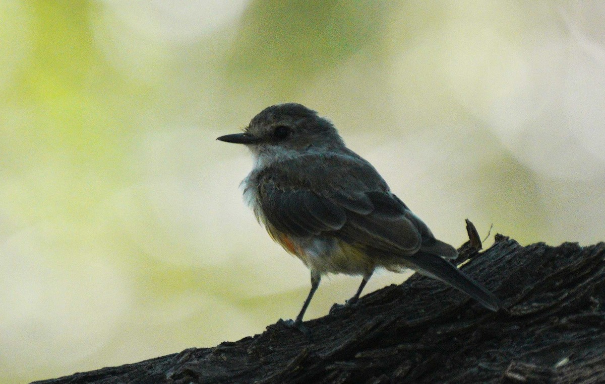 Vermilion Flycatcher - ML641071283