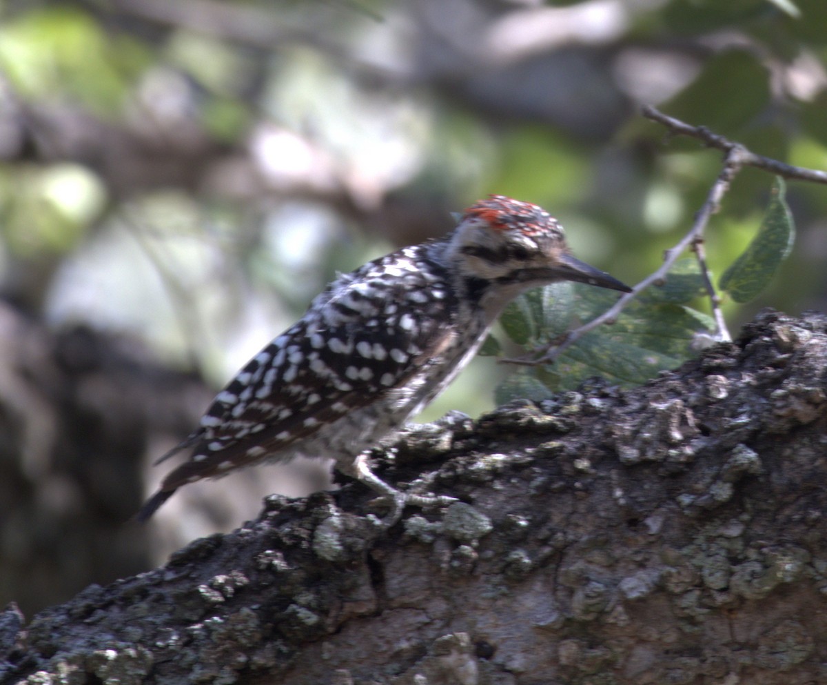 シマアカゲラ - ML641071297