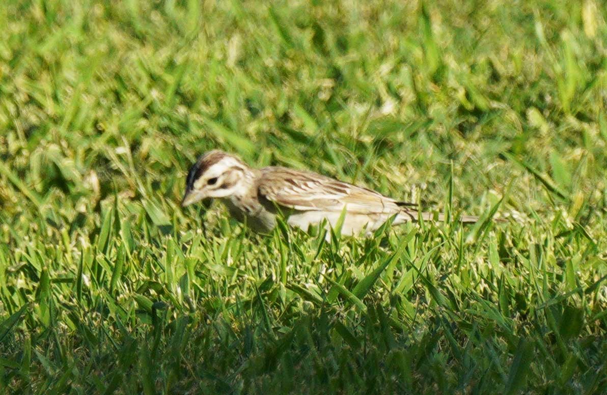Lark Sparrow - ML641071319