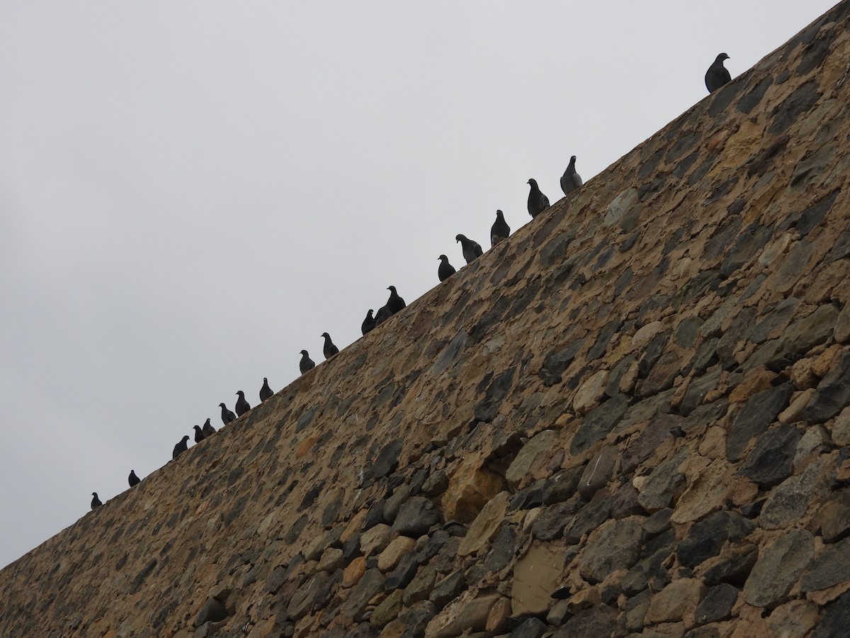Rock Pigeon (Feral Pigeon) - ML641071321