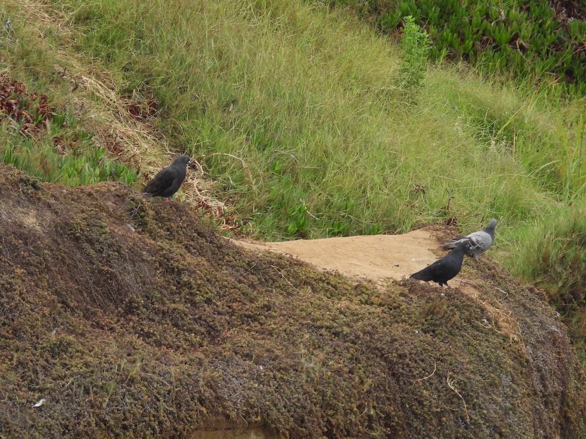 Rock Pigeon (Feral Pigeon) - ML641071322