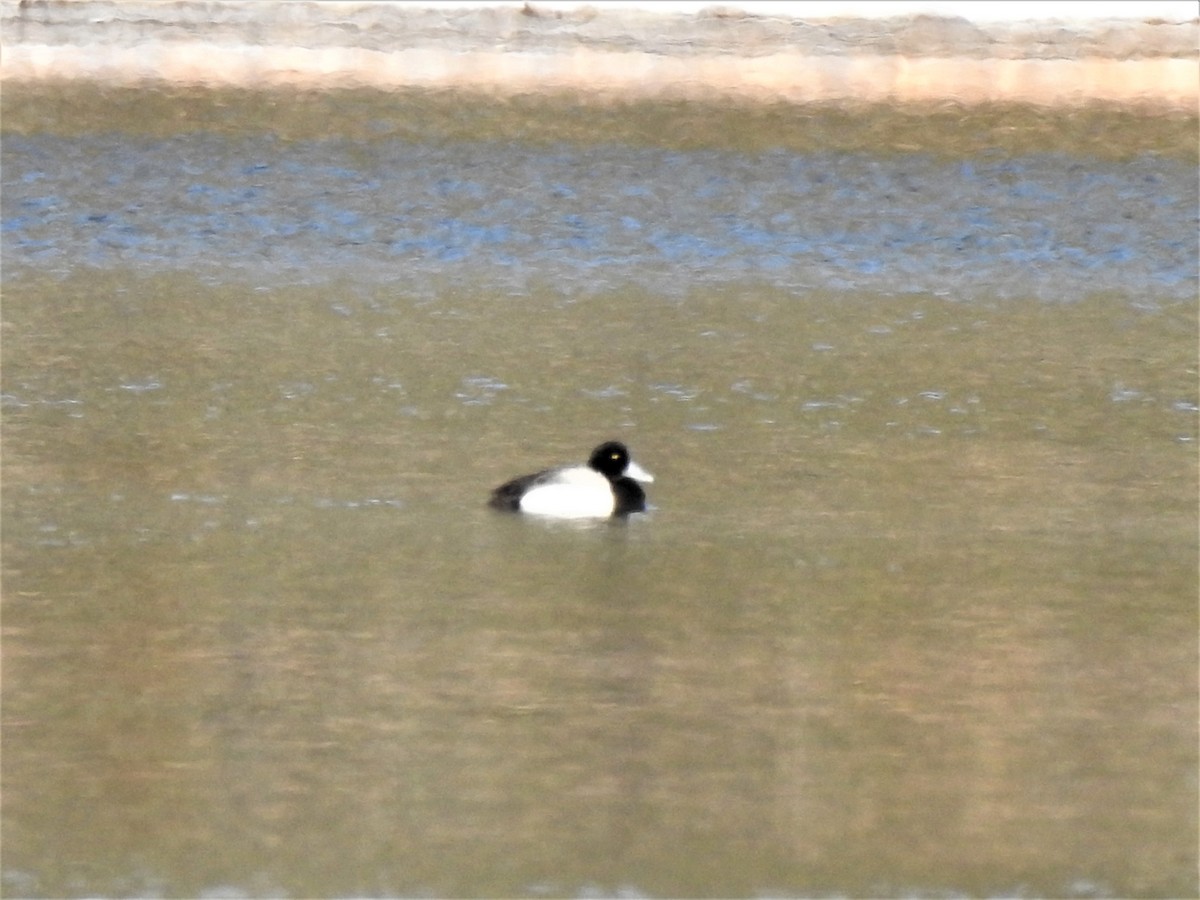 Greater Scaup - ML641071330