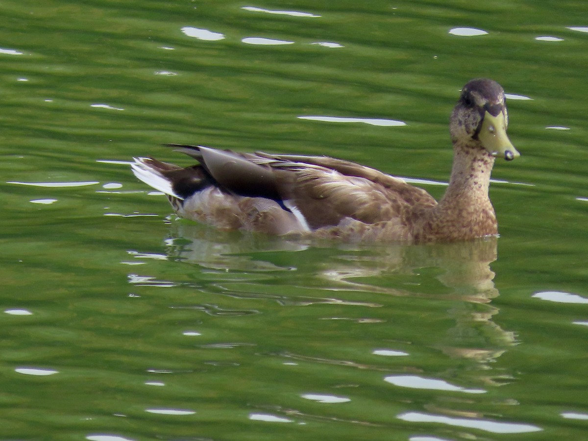 Mallard - ML641071342