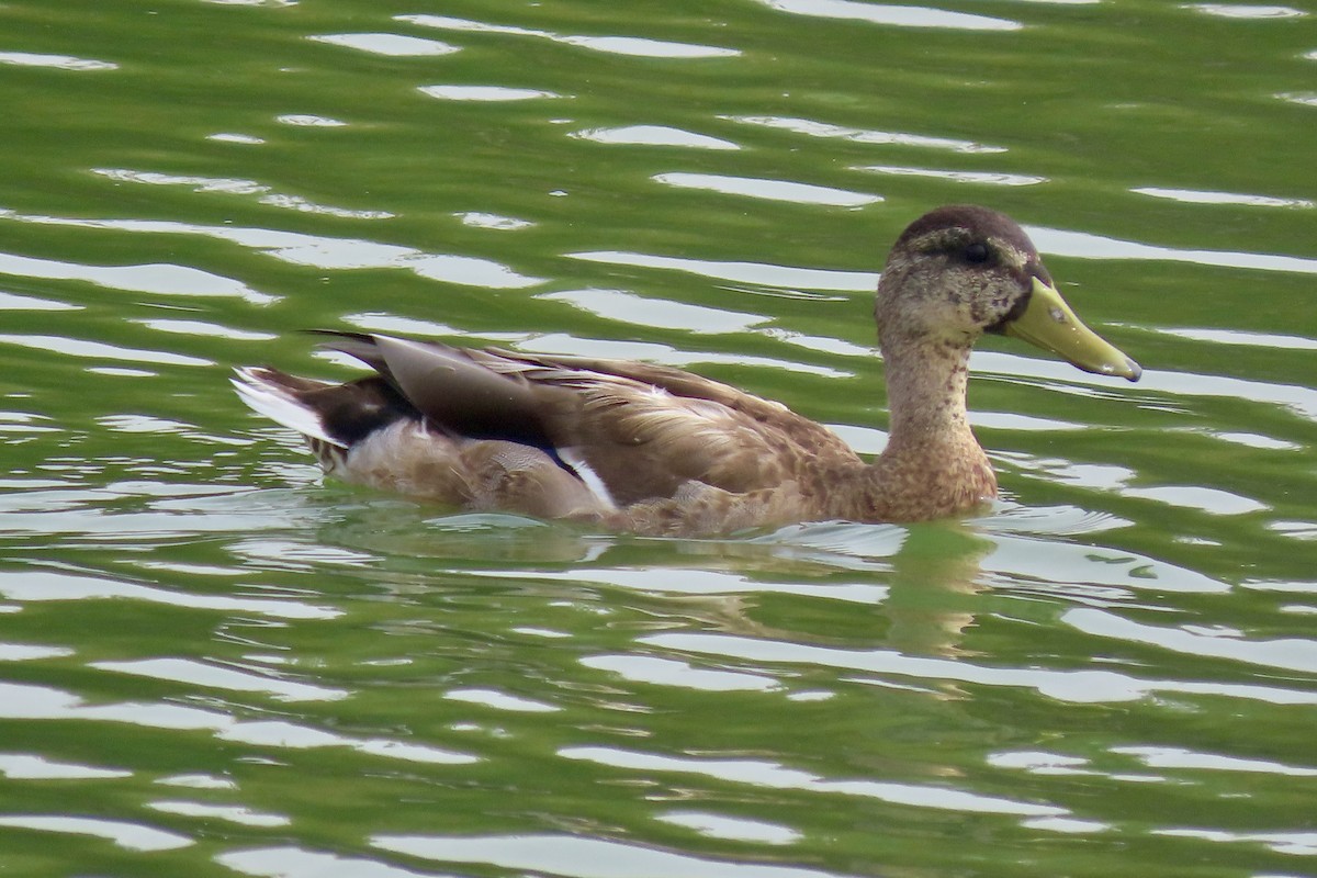 Mallard - ML641071343