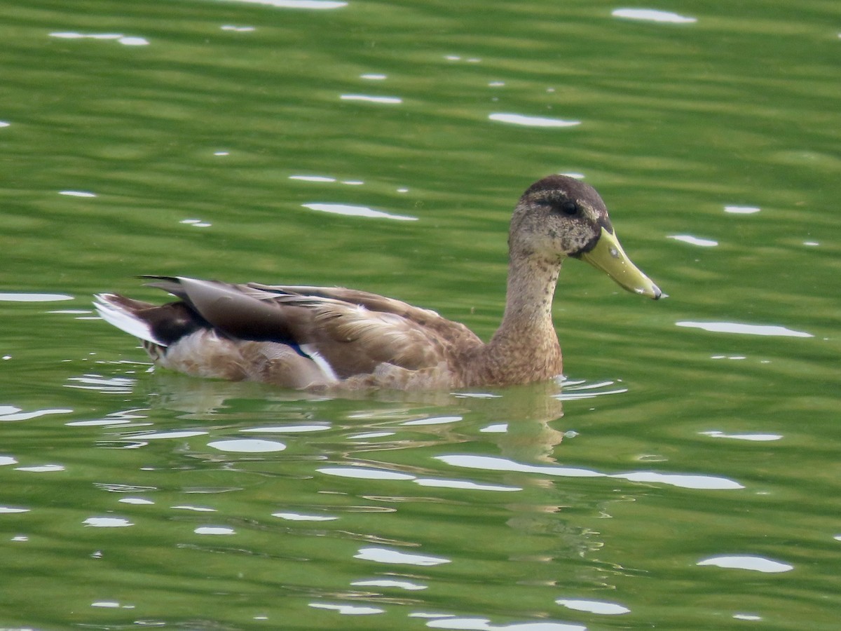 Mallard - ML641071344