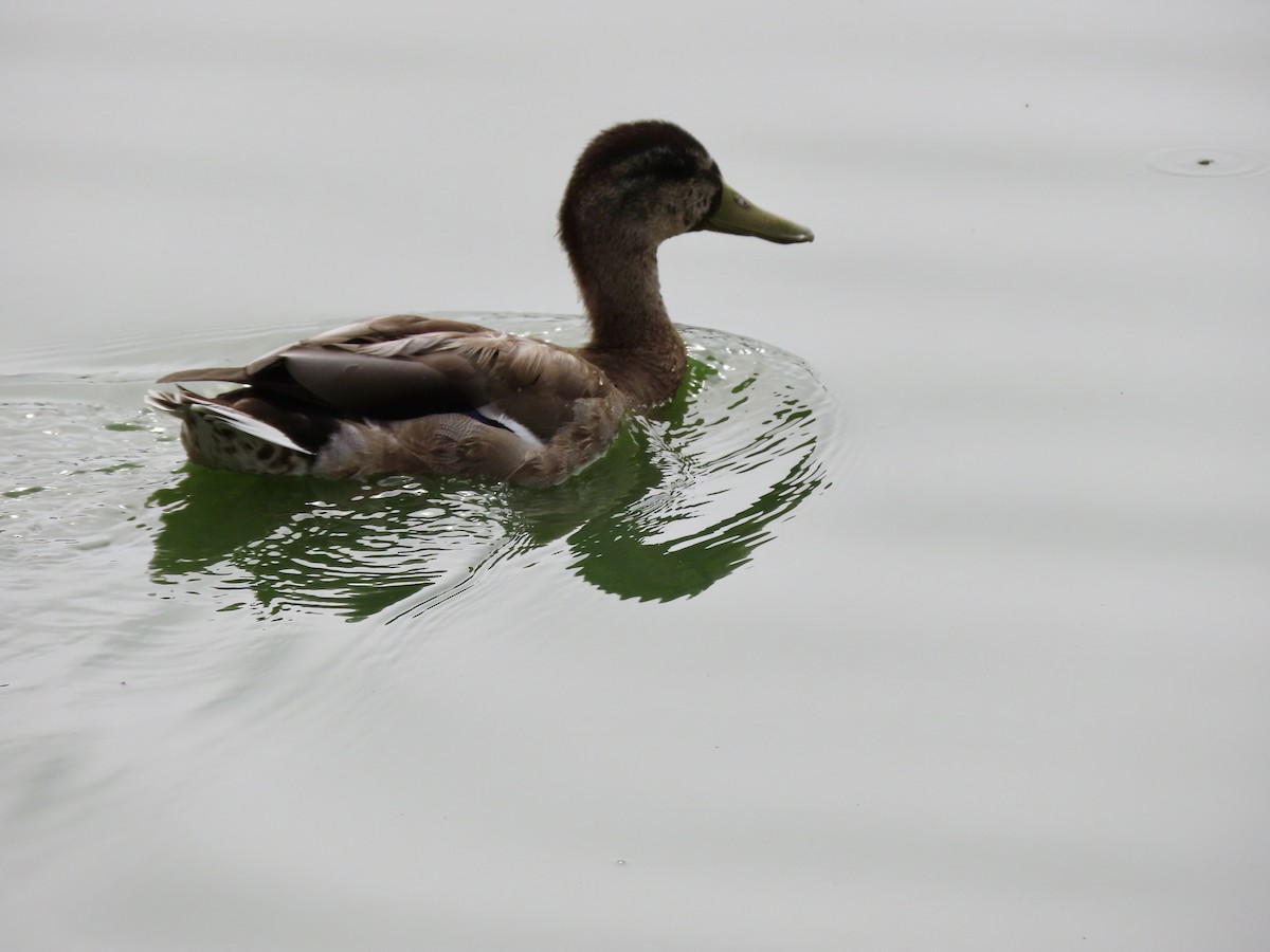 Mallard - ML641071345