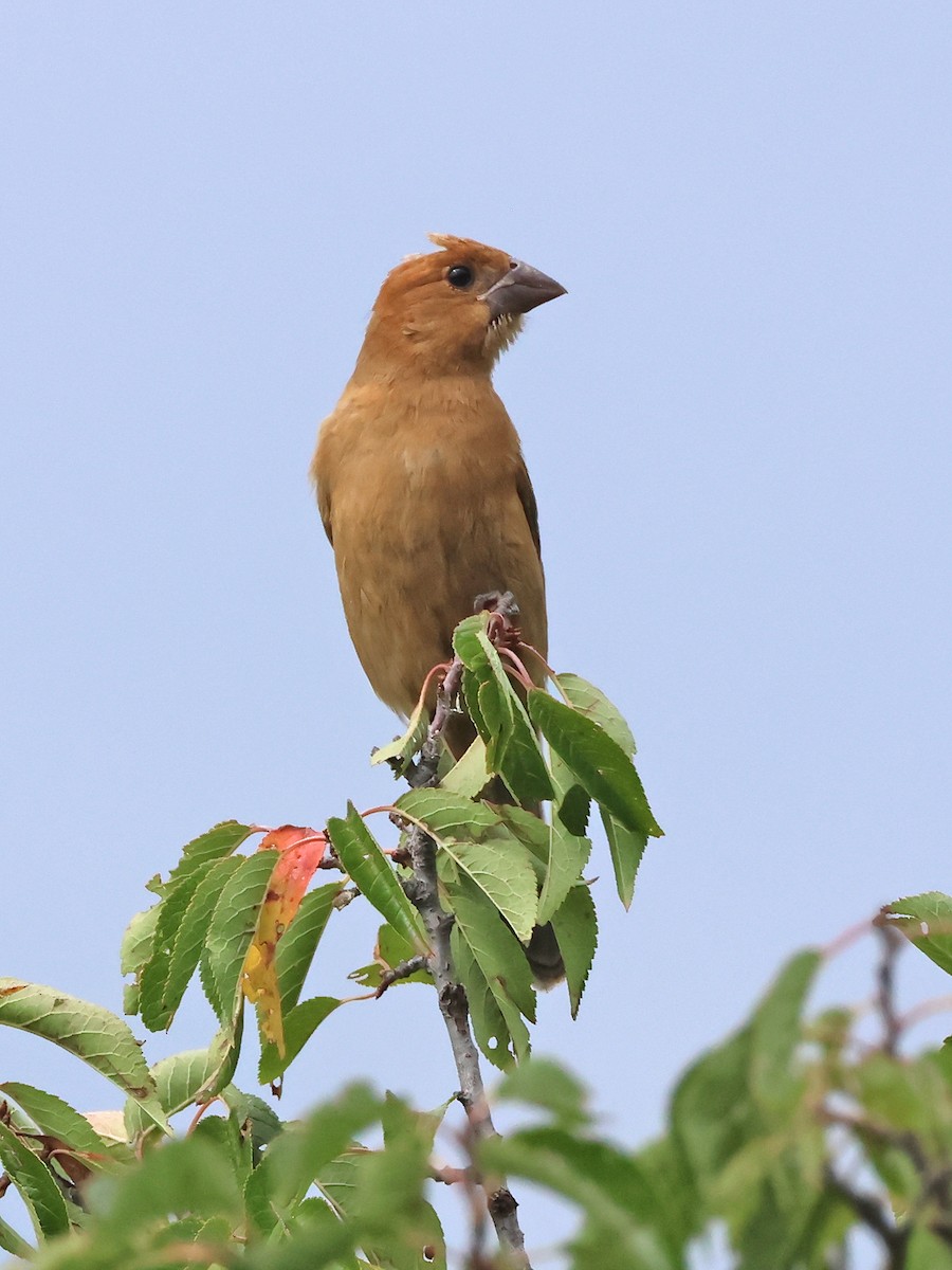 Blue Grosbeak - ML641071347
