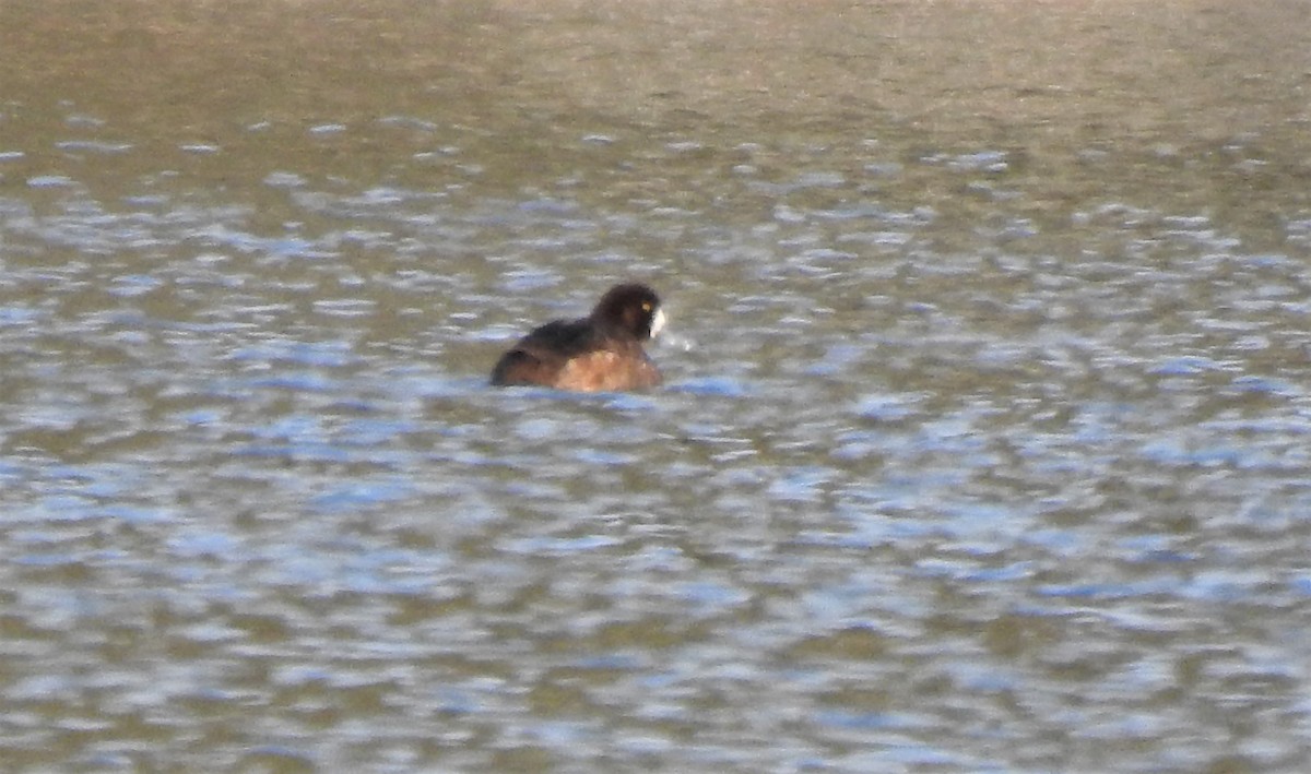 Greater Scaup - ML641071354