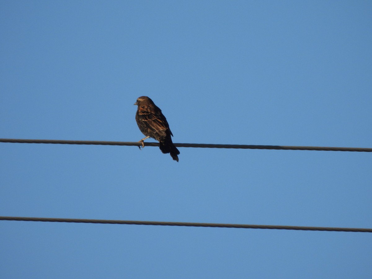 Red-winged Blackbird - ML641071360