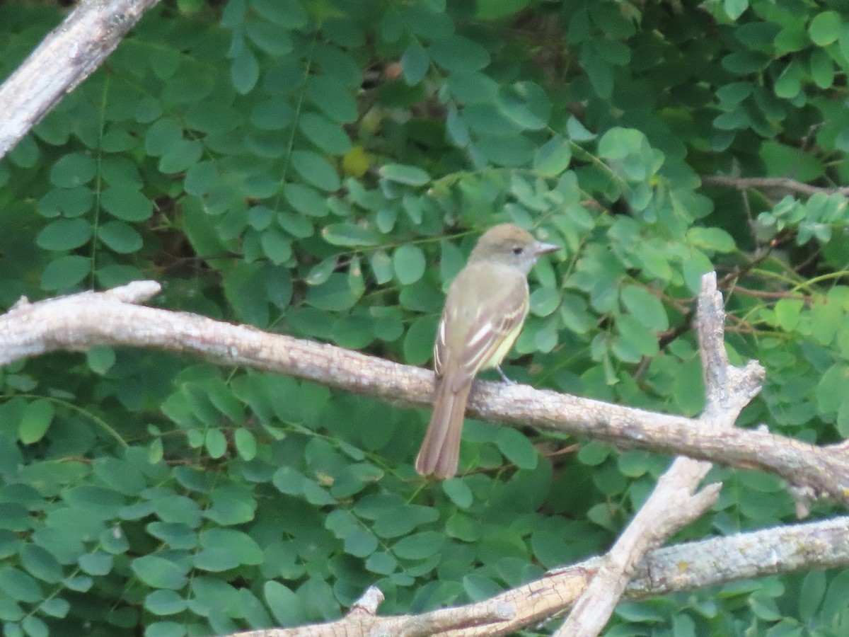 Great Crested Flycatcher - ML641071364