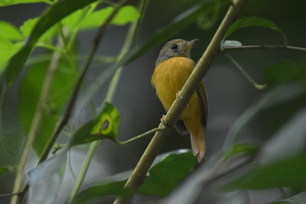 Ruddy-tailed Flycatcher - ML641071366