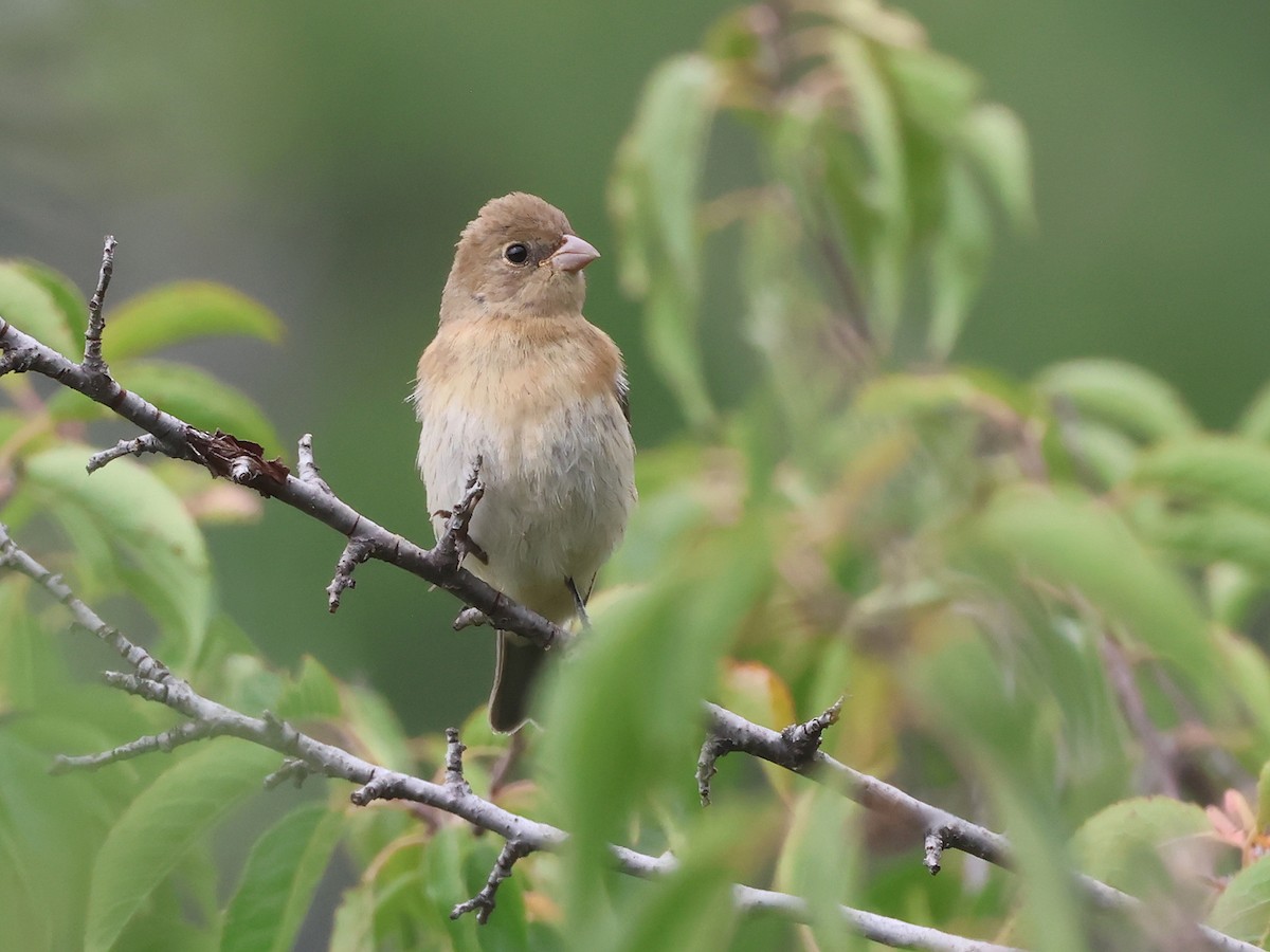 Lazuli Bunting - ML641071385