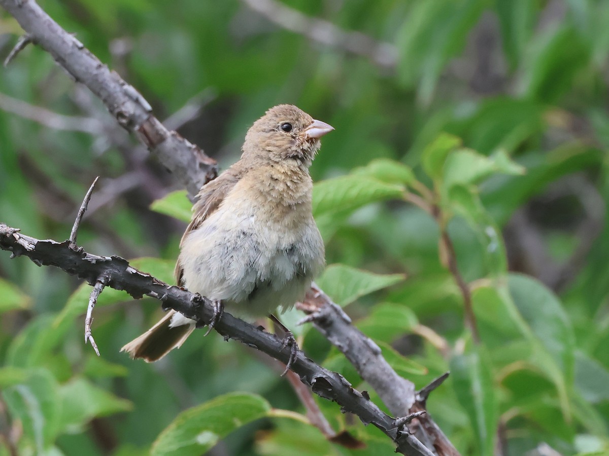 Lazuli Bunting - ML641071386