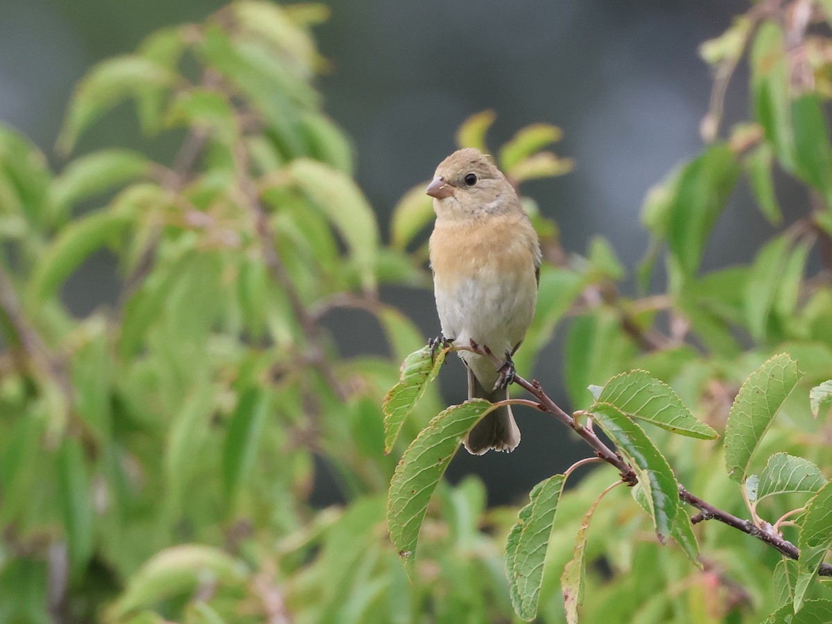 Lazuli Bunting - ML641071387