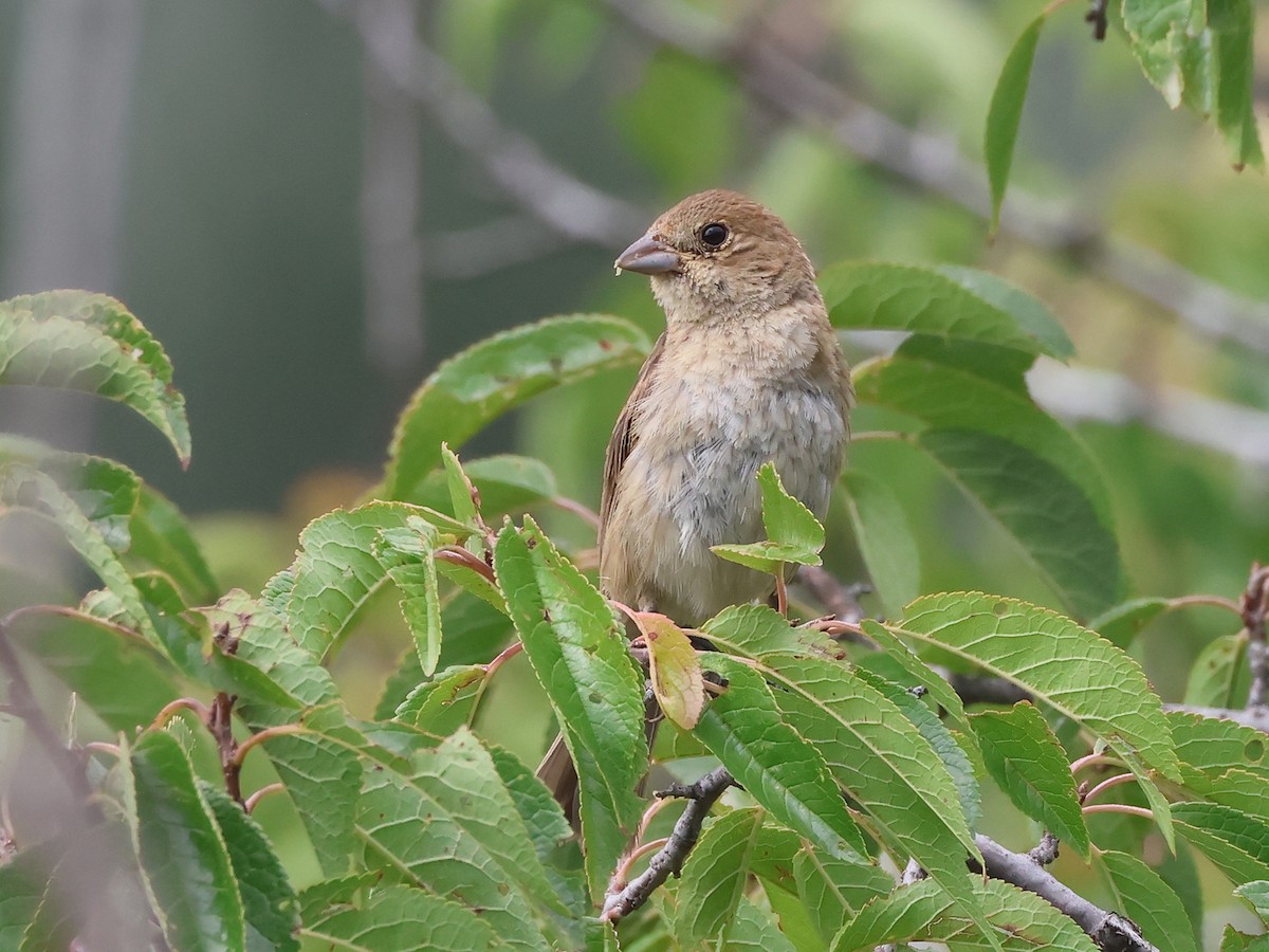 Indigo Bunting - ML641071388